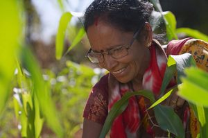 Women farmer in paddy fields (1)